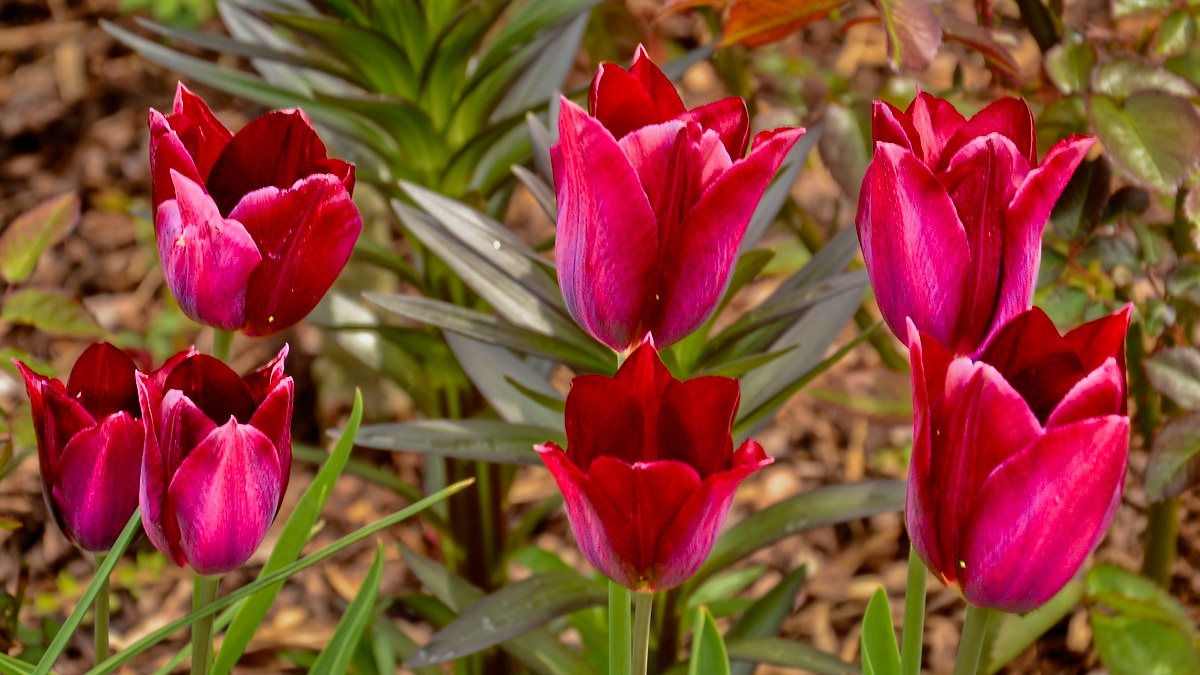 Sedm tulipánů