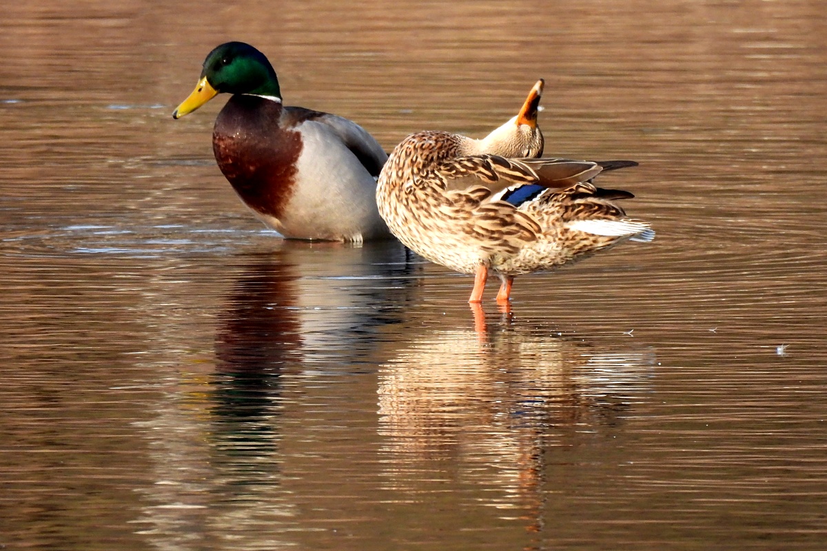 Proč si mě nevšímá?
