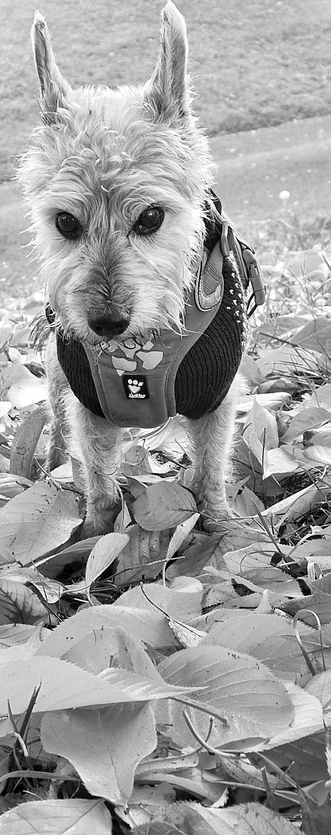 Brouzdání v listí