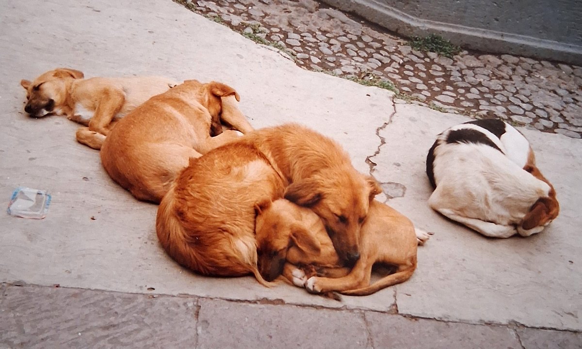 Psi, já a jeden princ