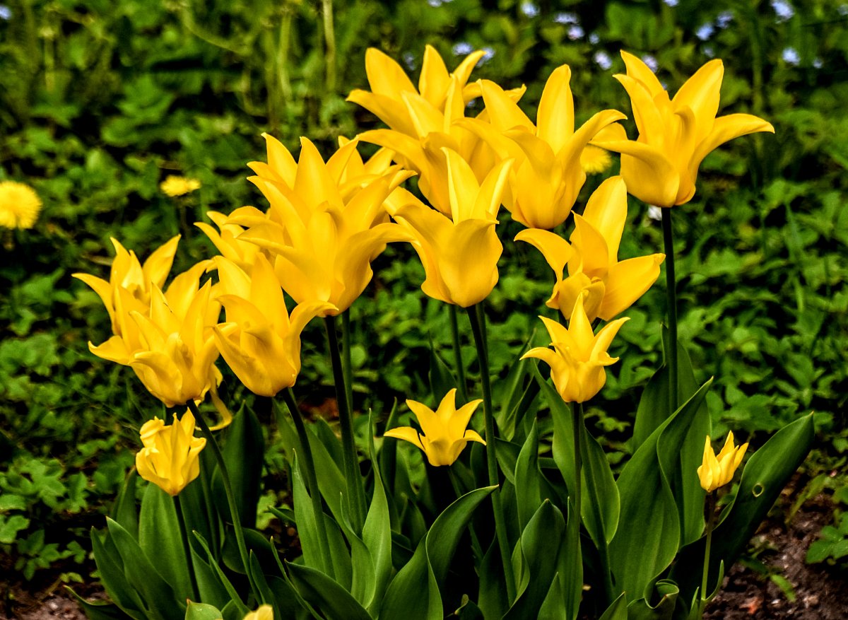 Žluté tulipány