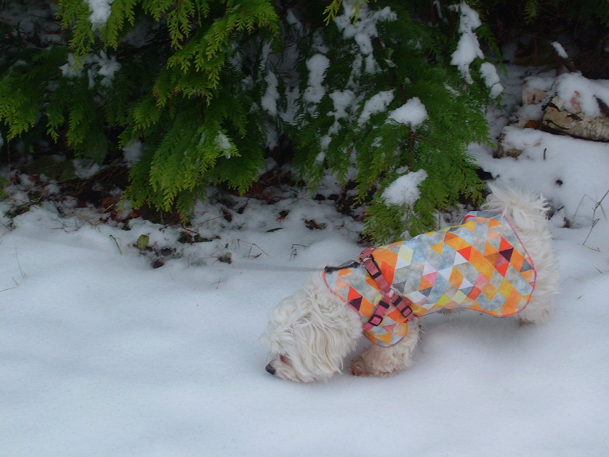 musím to prozkoumat