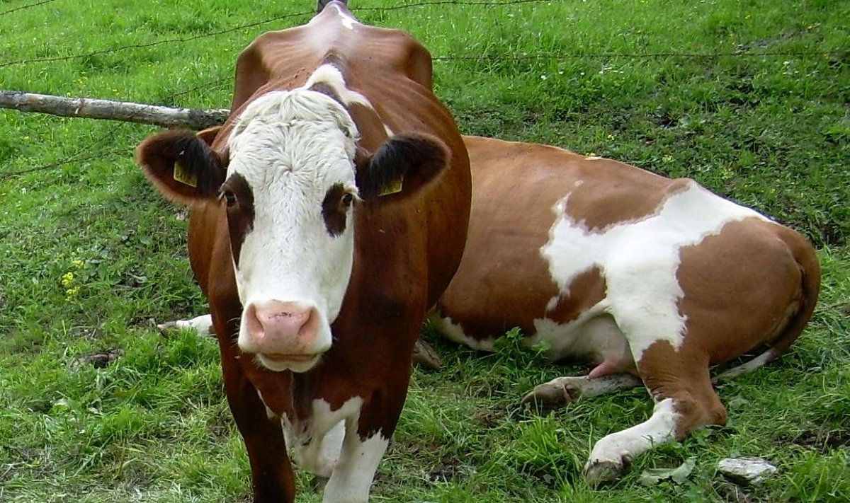 Alpské putování s kravkami