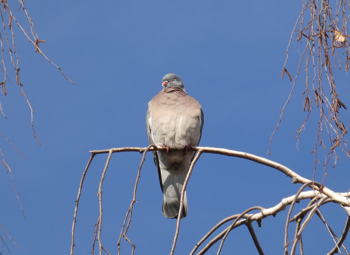 Holub seděl na větvi a rozmýšlel o životě *