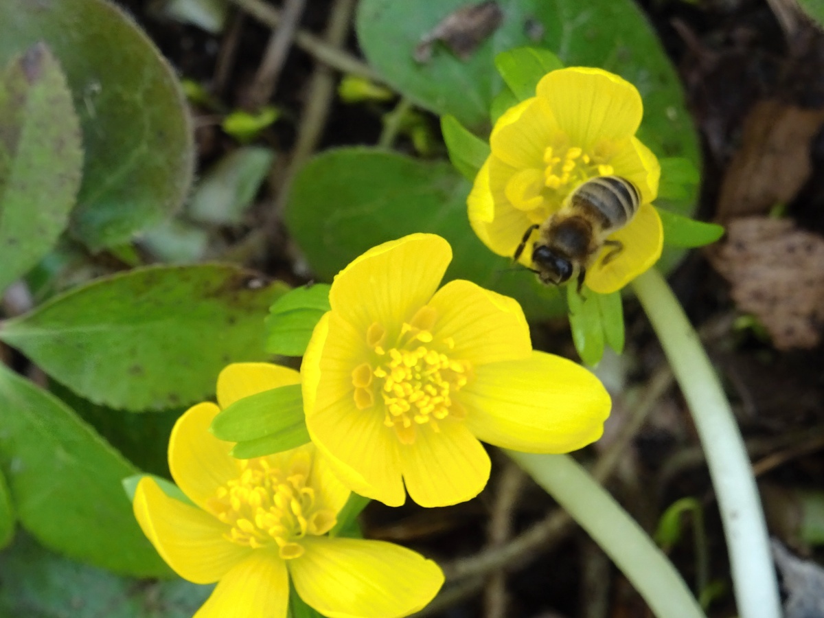 Neděle,neneděle,sbíráme...