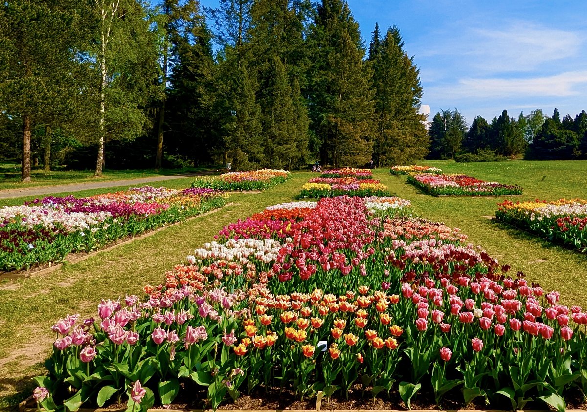 Tulipány v Dendrologické zahradě