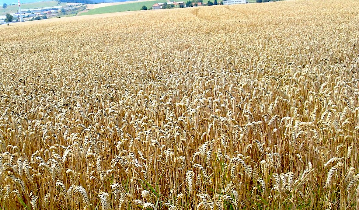 Jak se změní život v mrazivé ledovce?