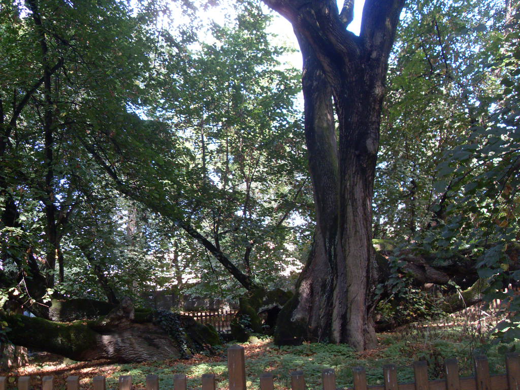 Bzenecká lípa je unikátní svým vzrůstem bez kmene, o který přišla asi před 100 roky