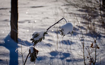 Větvička zlomená mrazem