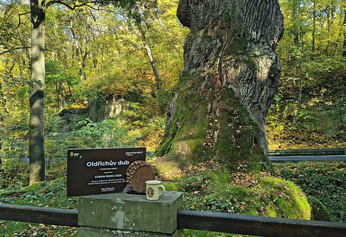 Strom roku 2025 - Oldřichův dub v Peruci
