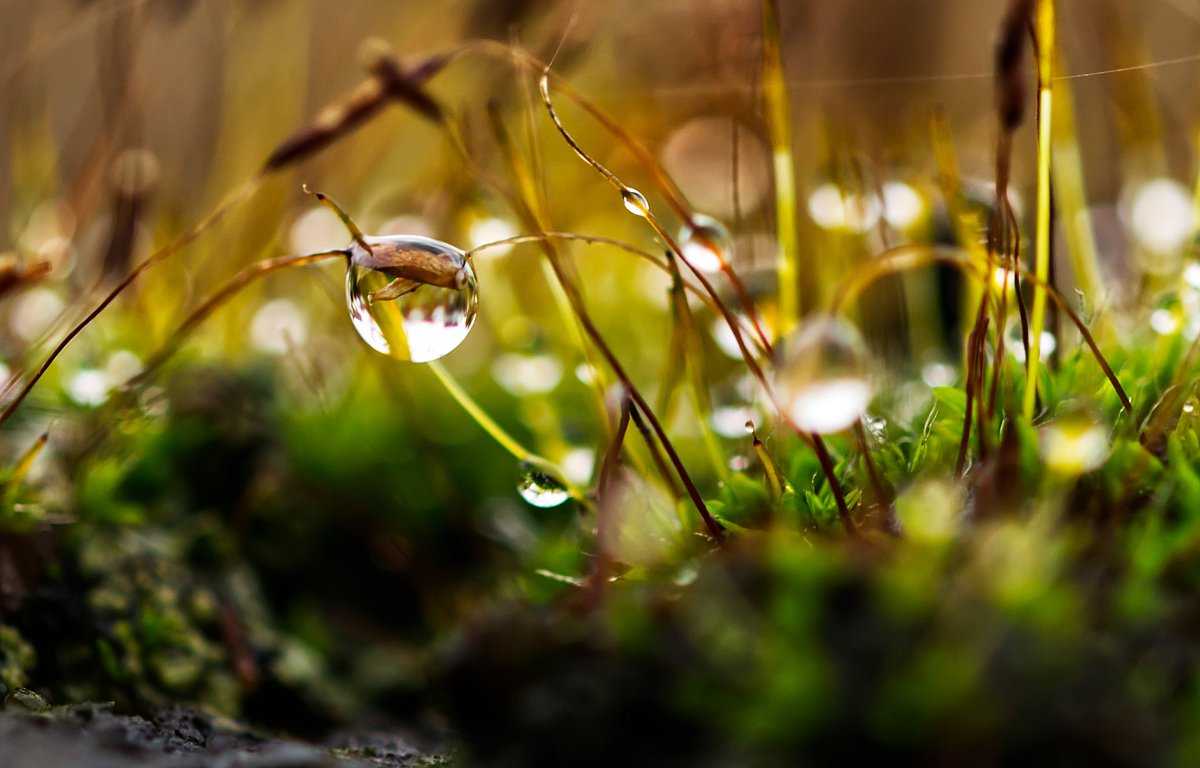 uwe367-moss-4574684.jpg